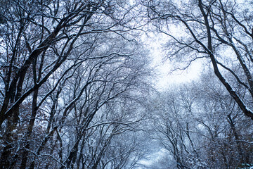 Landscape with spruce trees blue sky with sun light. Fantastic evening winter landscape. Dramatic overcast sky. Beauty world. Beautiful winter landscape with snow covered trees. Happy New Year. Mary