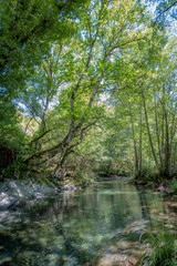 Fototapeta na wymiar river of crystalline waters among large leafy trees on a sunny day in the Sierra de Courel in Lugo, Galicia, Spain