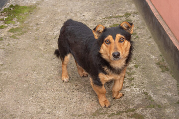  sad dog  in Bistrita,Romania