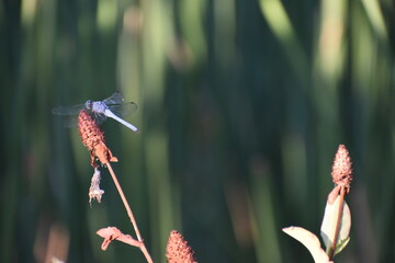 dragonfly on grass