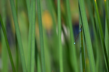 dragonfly on grass