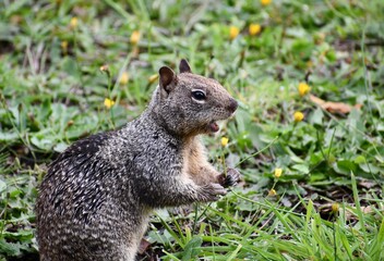 Naklejka na ściany i meble Squirrel chewing on tasty grass.