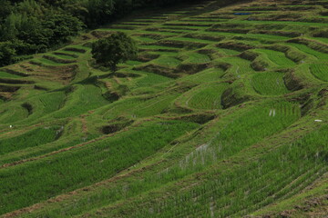 房総半島の大山千枚田