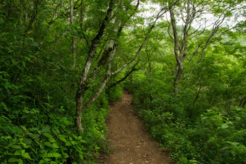 Fototapeta na wymiar Hiking. Dirt path along the forest of beautiful green leaves foliage. 