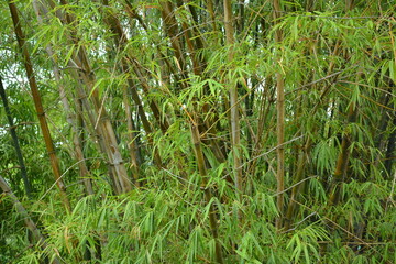 Green leaves and brown bamboo sticks grow