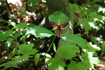 red trillium 