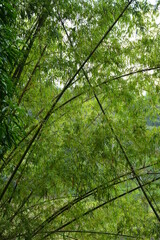 Fototapeta na wymiar Green leaves and brown bamboo sticks grow
