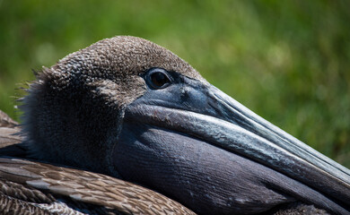 Pelican in the Grass
