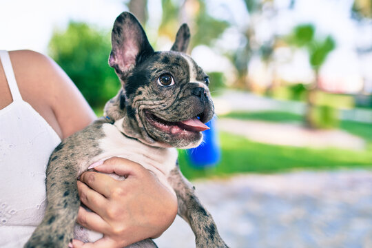 Female owner holding beautiful puppy spotted french bulldog happy at the park outdoors