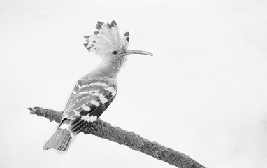 Eurasian hoopoe bird close up ( Upupa epops ) - sketch © Piotr Krzeslak