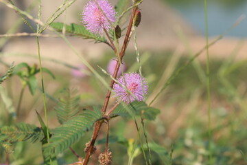 
Sensitive plant or mimosa pudica plant in the garden