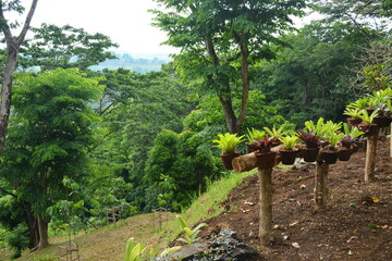 Claypot plants with growing trees in the mountain during daytime
