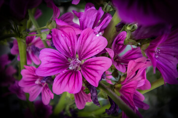 Obraz premium pink and purple flower