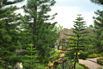 Surrounding tall trees with pathway of the church compound