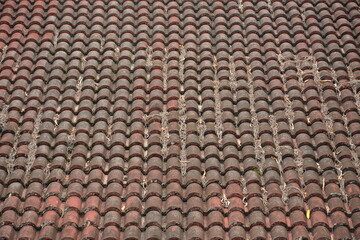 Curve roof tiles of house covered with green algae background
