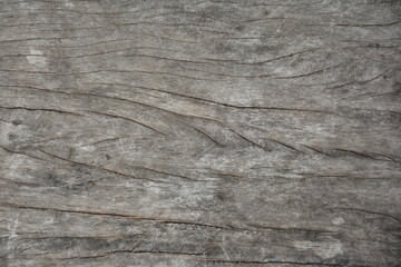 Fototapeta premium Gray wood with grain lines and nails