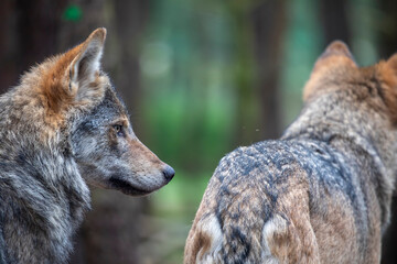 Timber wolves, grey wolf, Canis lupus,  close up side portrait standing next together while in woodland.