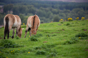 Przewalski's horse, Equus ferus przewalskii, portrait of two feeding on grass with woodland background.