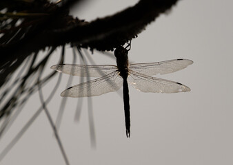 Dragonfly wings in the light hanging off a brance