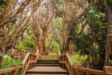lush myrtle forest with tourist walkways in Villa La Angostura
