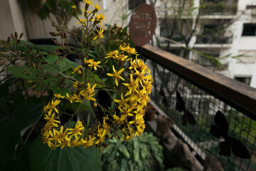 Floral. Urban garden. Closeup view of a Senecio petasitis, also known as Velvet Groundsel, blooming flowers of yellow petals, growing in the balcony.