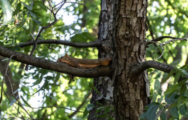 Squirrel relaxing on a tree branch.