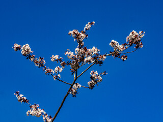 White Plum Blossom