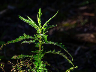 Young Thistle Plant