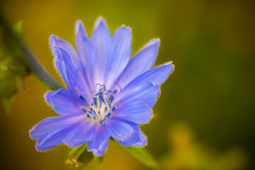 Pretty purple flower
