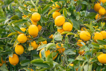 Ripe Yellow Lemons growing on a tree