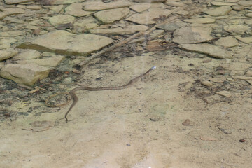 Snake in the water