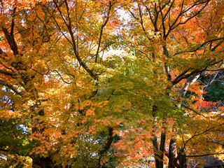 Fototapeta premium 鎌倉の紅葉
