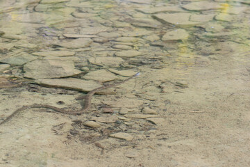 Snake in the water