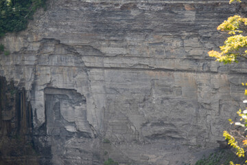 grunge background with flowers