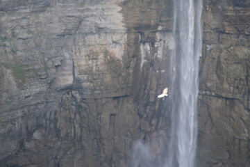 Bird flying by a waterfall