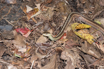 Snake in leaves