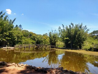reflection of trees in the water