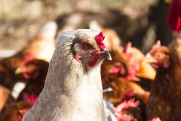 white brahma hen with feathers on the feet in the henhouse