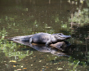 Alligator Stock Photos.  Alligator close-up profile view displaying head, noses, eyes, tail, paws,...