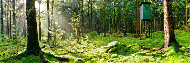 Glade in the forest with moss, trees, sun rays and a high seat