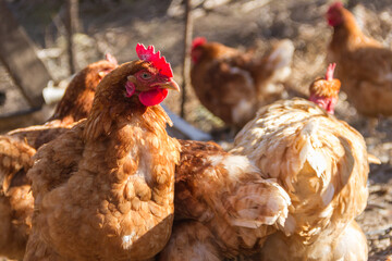 group of assorted chickens in the chicken coop with unfocused background