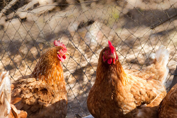 group of assorted chickens in the chicken coop with unfocused background