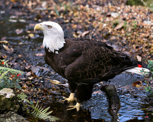 Bald Eagle Stock Photo. Close-up profile in the water looking to the left side with  blur background, displaying brown feather plumage, body, white head, eye, beak, talons, in its environment. 