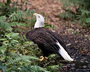 Bald Eagle Stock Photo. lose-up profile looking towards the sky with blur foliage background displaying brown feather plumage, white head, beak, talons, white tail in its habitat and environment. 