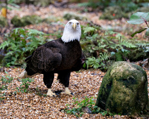 Bald Eagle photo. Close-up profile view looking at camera and surrounded by foliage background, displaying brown feather plumage, white head, eye, beak, talons,  in its environment and habitat.