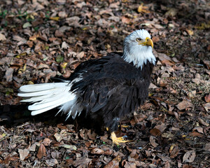 Bald Eagle stock photos. Close-up profile view surrounded by foliage background, displaying brown plumage, body, head, eye, beak, talons, fluffy feathers in its habitat and environment. Image.