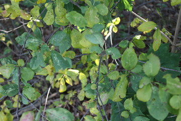 green leaves on the water