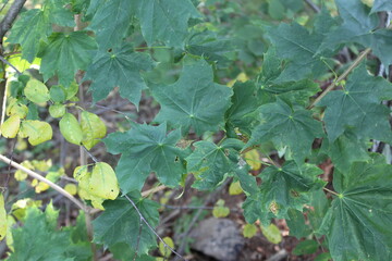 green leaves on a tree
