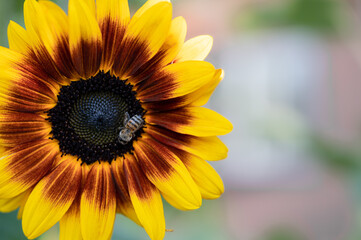 Fototapeta premium Closeup of a honey pollinating a beautiful sunflower blossom