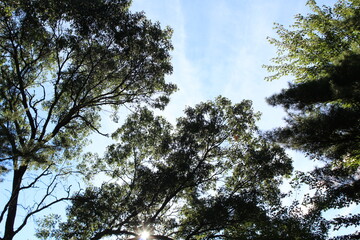 trees and sky